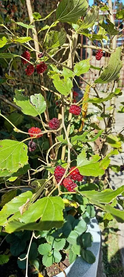 Recanto Do Sonho Em Campos do Jordão Feriehus